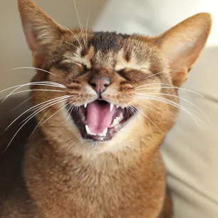 Kenapa Kucing Mengeong Terus?