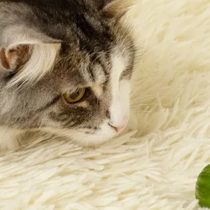 Kenapa Kucing Takut Timun?