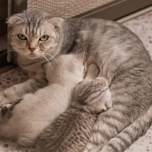 Ketahui Berapa Lama Kucing Menyusui Sebelum Memberi Makan Anak Kucing