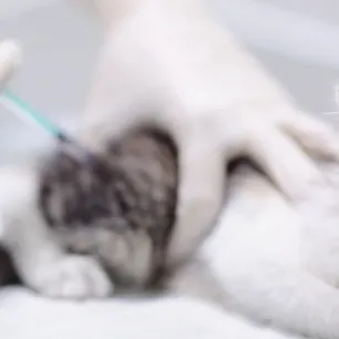 Ketahui Syarat dan Efek Samping Vaksin Kucing