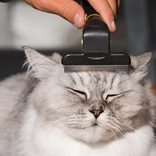 Ketombe Kucing: Berikut Hal yang Perlu Diperhatikan