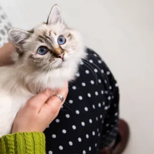 4 Penyebab Kucing Mencret dan Pertolongan Pertama yang Bisa Dilakukan
