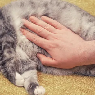 Kucing Cacingan: Kenali Hal Berikut