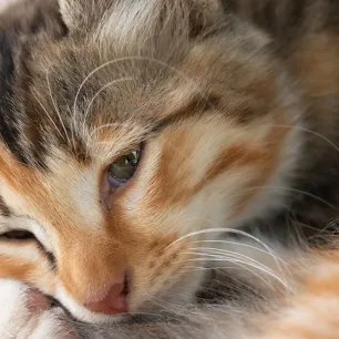 Kucing Cacingan, Penyebab Kucing Diare yang Perlu Diperhatikan