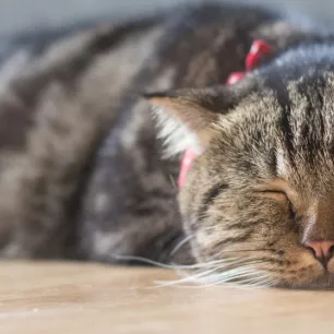 Kucing Muntah Makanan? Berikut Penjelasannya!