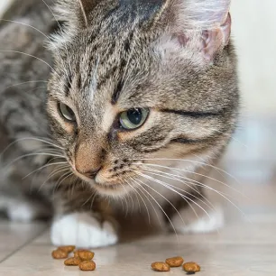 Kucing Muntah Makanan Sendiri? Yuk Ketahui Penyebabnya!