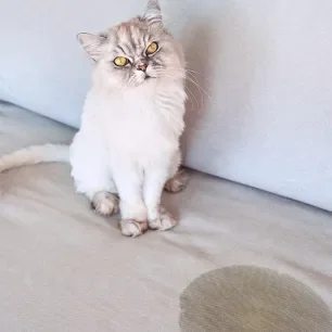 Kucing Pipis Terus? Simak Penjelasannya