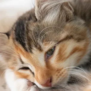 Kucing Sakit Perut? Begini Penyebabnya!