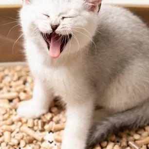 Kucing Tidak Bisa BAB? Berikut Penjelasan dan Solusinya