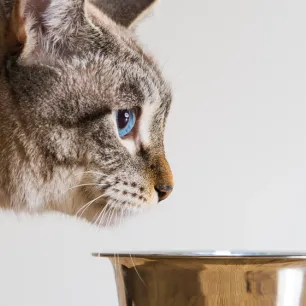 Kucing Tidak Mau Makan: Penyebab dan Cara Mengatasinya