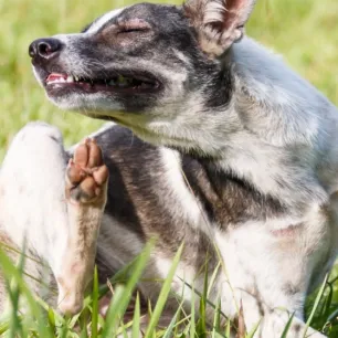Kulit Anjing Menghitam? Ini Penyebab dan Cara Mengatasinya