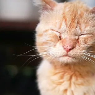 Kulit Kucing Mengelupas? Simak Penjelasannya!