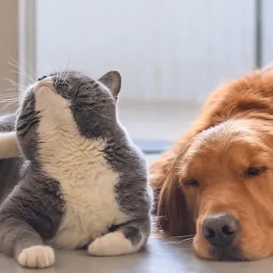 Kutu Anjing dan Cara Menghilangkannya