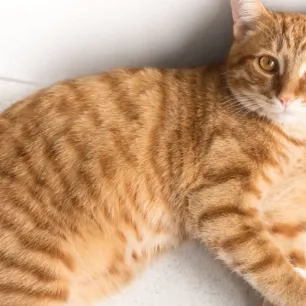 Langkah Efektif Mengobati Kaki Kucing yang Pincang: Panduan untuk Pemula
