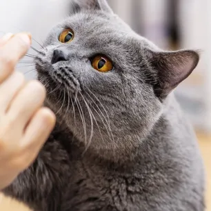 Makanan Kesukaan Kucing