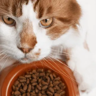 Makanan Kucing Dewasa dan Hal-hal yang Harus Diperhatikan