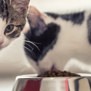 Makanan Kucing Friskies: Favorit Setiap Kucing