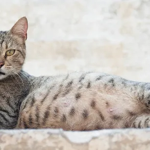 Makanan Kucing Hamil