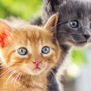 Makanan Kucing Kecil: Tips dan Panduannya