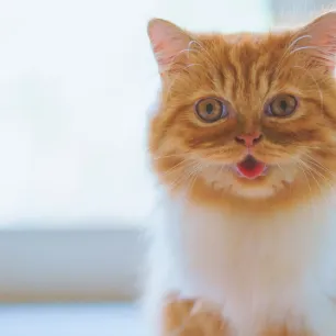 Makanan Kucing Persia dan Perawatannya