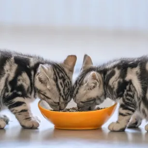 Makanan Kucing Umur 2 Bulan