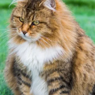 Masa Kehamilan Kucing Panduan Merawat Ibu dan Anak Kucing dengan Tepat