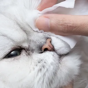 Mata Kucing Berair: Penyebab & Cara Mengatasinya