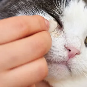 Mata Kucing Berselaput: Penyebab dan Cara Menyembuhkannya