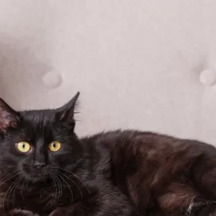Memahami Sifat Kucing Hitam: Kenapa Mereka Begitu Istimewa?