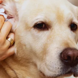 Mengatasi Alergi Kulit pada Anjing: Solusi Praktis Agar Anjing Lebih Nyaman