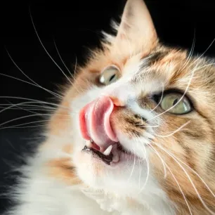 Mengenal Tingkah Laku Kucing: Apa yang Ingin Ia Sampaikan? 