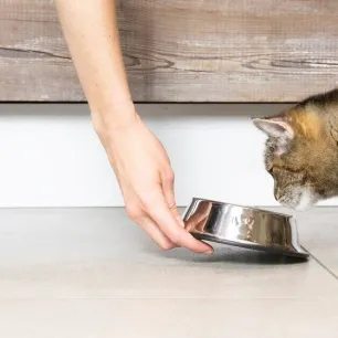4 Alasan Memberikan Pet Food untuk Kucingmu