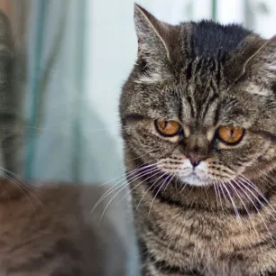 Trik Mengatasi Kucing Sakit yang Tidak Mau Makan: Solusi untuk Pemilik Kucing