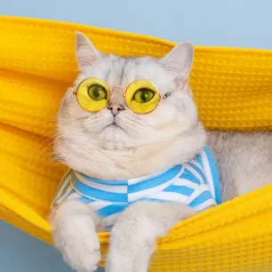 Panduan Lengkap Perawatan Kucing: Tips Menjaga Kucing Tetap Sehat dan Bahagia