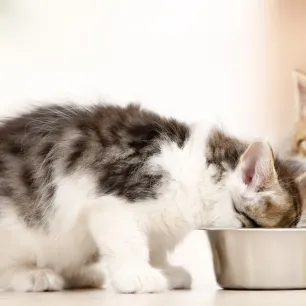 Panduan Memberi Makanan Kucing Kecil