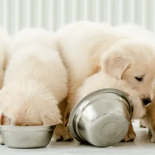 Panduan Memberikan Makanan Anjing Kecil