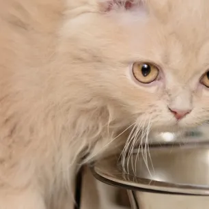Panduan Memilih Makanan Kucing Persia