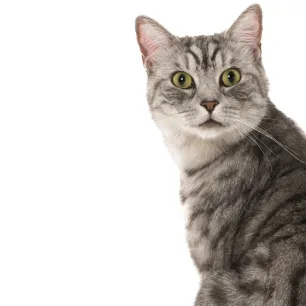 Panduan untuk Memberikan Makanan Kucing Dewasa