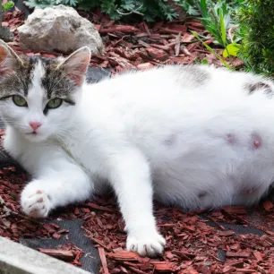 Pelajari Makanan Kucing Hamil Berikut Ini