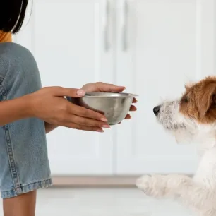 Pemberian Pakan Anjing untuk Anjing Senior