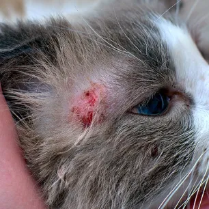 Penyakit Scabies pada Kucing