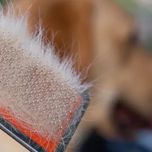 Penyebab Bulu Anjing Rontok yang Perlu Diketahui