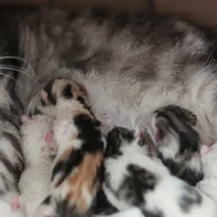 Cara Membantu Kucing Melahirkan: Tips untuk Menyambut Anak Kucing yang Baru