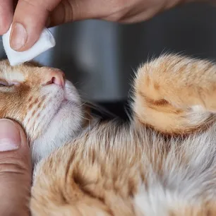 Penyebab dan Cara Mengatasi Sakit Mata pada Kucing