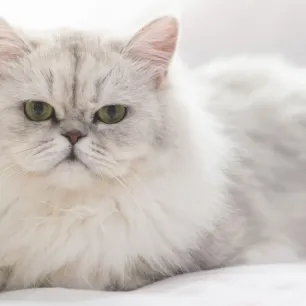 Perbedaan Kucing Anggora dan Persia: Panduan Lengkap Memilih Si Manis Berbulu
