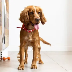 Preparing for a New Puppy Here is what to Expect