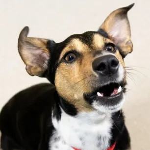 Puppy Teething Advice