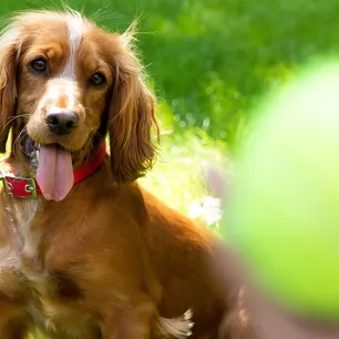 Puppy Adolescence How to Get Through the Teenage Years