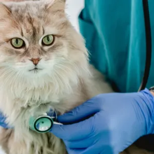 Pyometra Pada Kucing: Penyebab, Gejala, dan Cara Menanganinya 