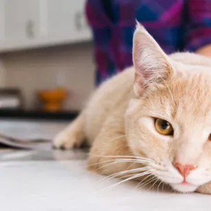 Quiz What Cat Breed Are You